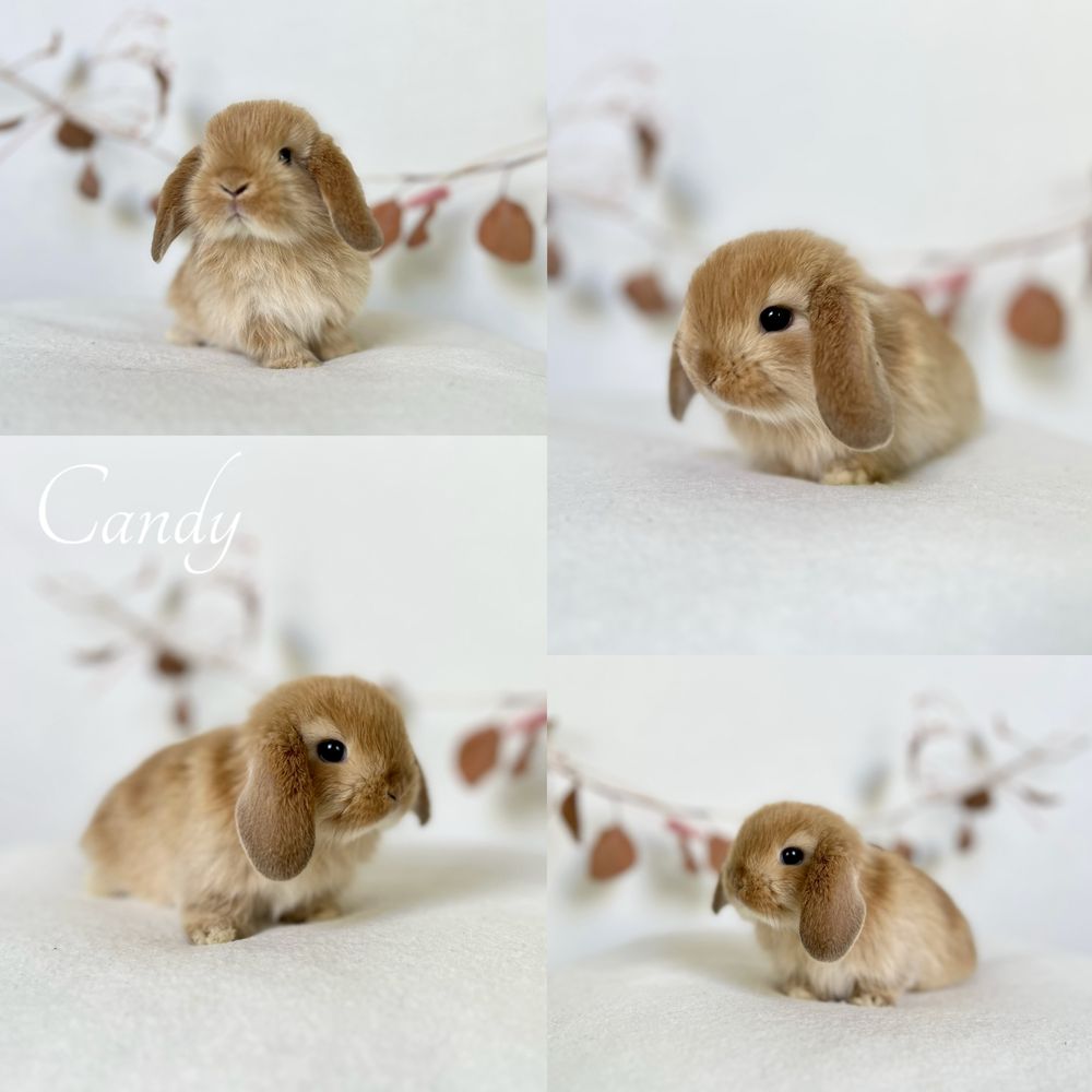 Karzełek Niderlandzki, Mini Lop króliczki rasy Karzełek Teddy