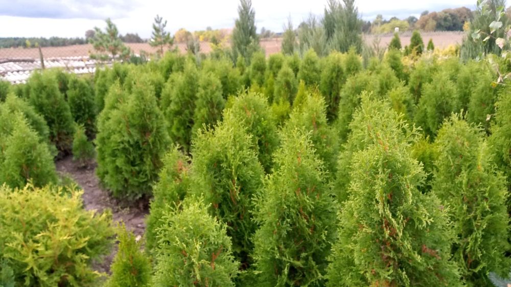 Дім  сад город. Декоративні рослини.