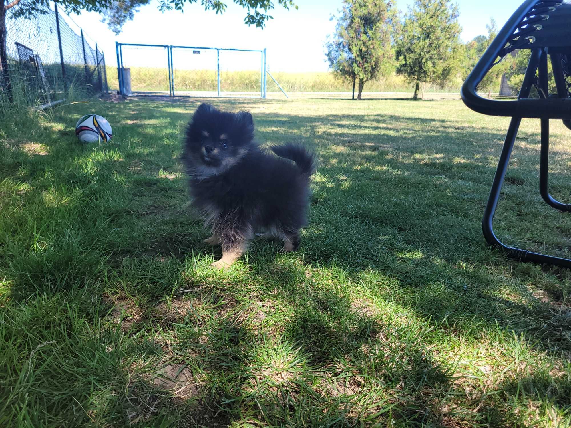 Pomeranian piesek