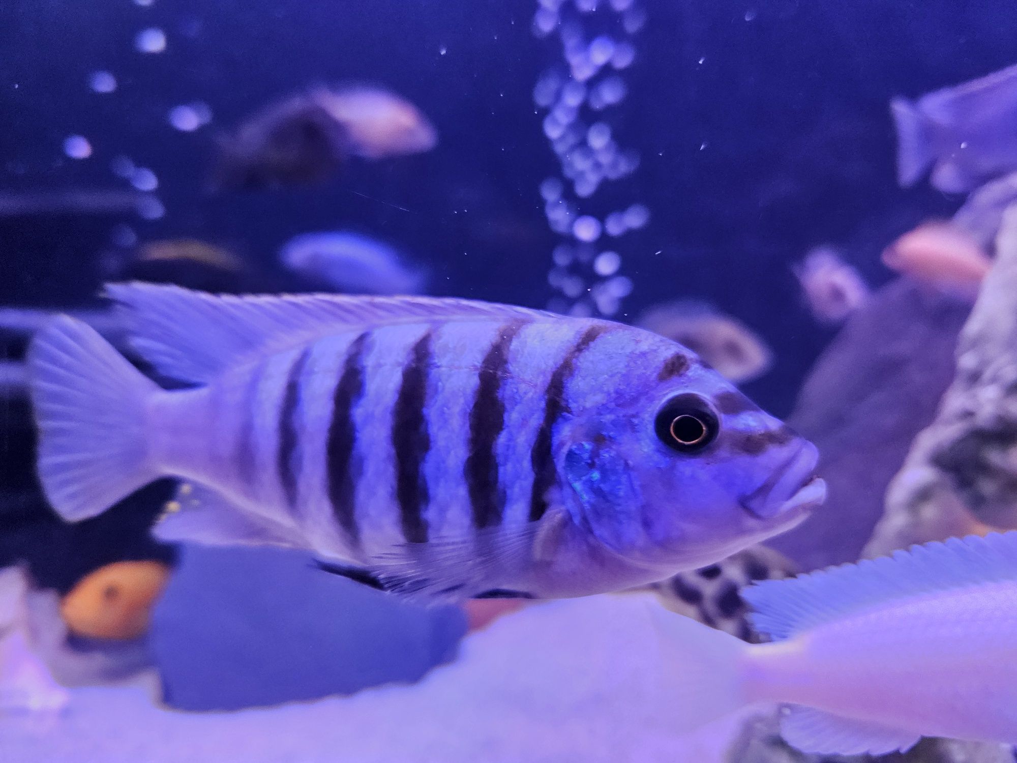 Pyszczak Maison Reef Pseudotropheus sp. zebra chilumba malawi