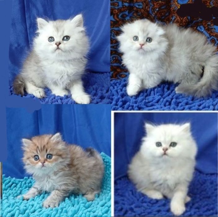 Золотая Серебристая шиншилла британская шотландская