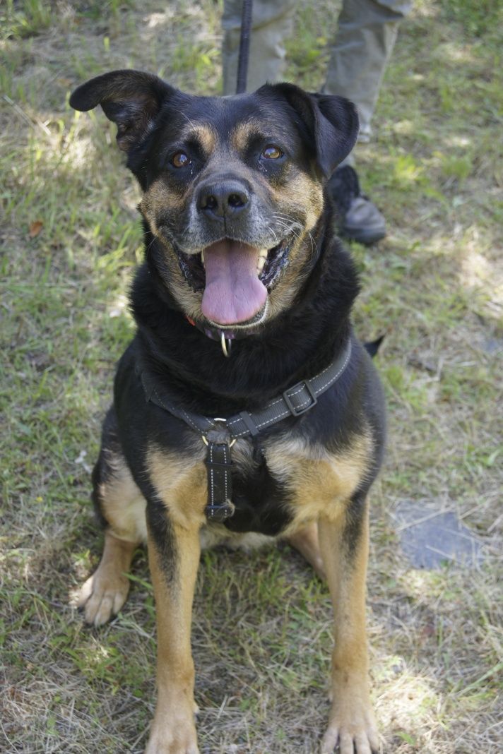 Rottweilerka o charakterze labradora