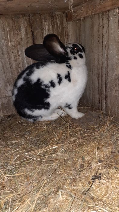 Кролики малі та великі м'ясо кролика Коломия