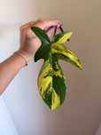 Philodendron Florida Beauty cięte sadzonki
