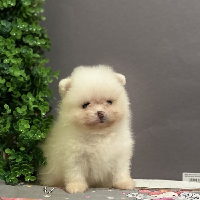 шикарний Хлопчик Міні