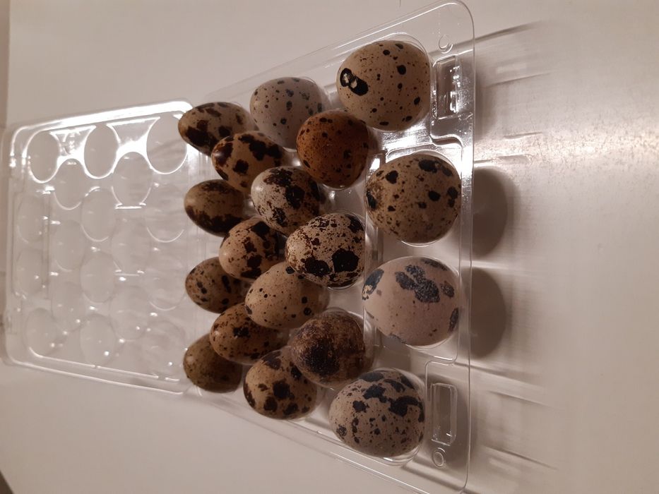 Jaja lęgowe przepiórki japońskiej - 1op. (18 sztuk)