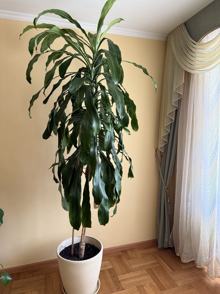 Продається Драцена широколистна.