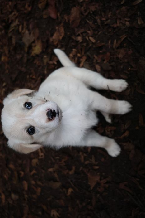 Віддам цуценят у добрі руки!!!