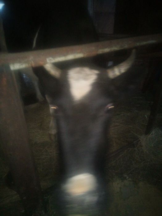 Продам молоду добру корову