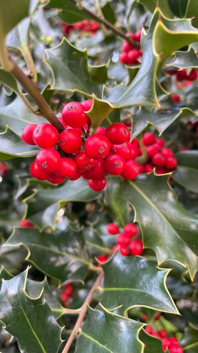 Hastes de Azevinho com Bagas – Ideais para Decorações de Natal