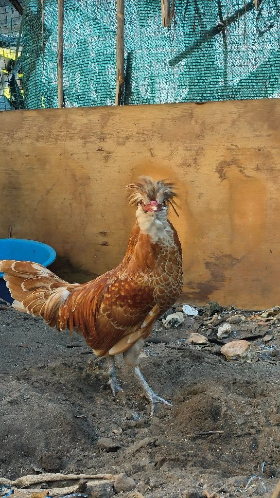 Galos paduana padovana