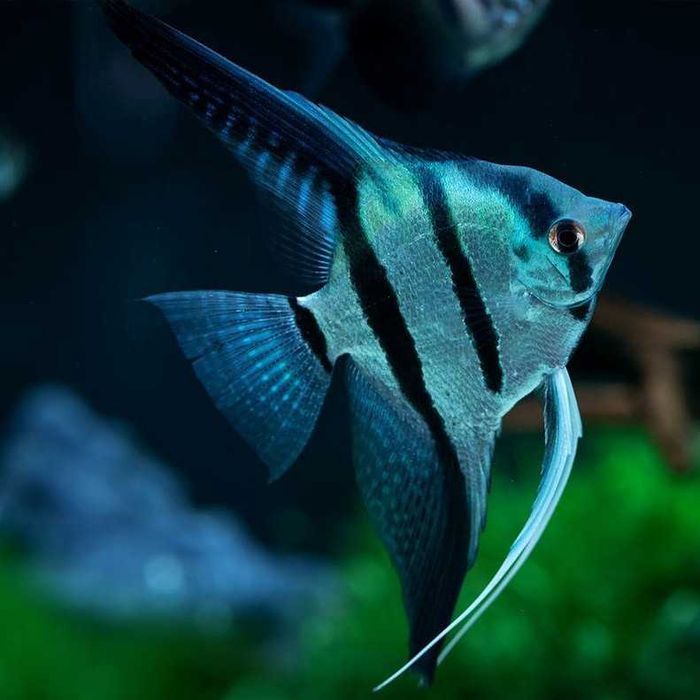 Escalar Common Blue - Pterophyllum scalare
