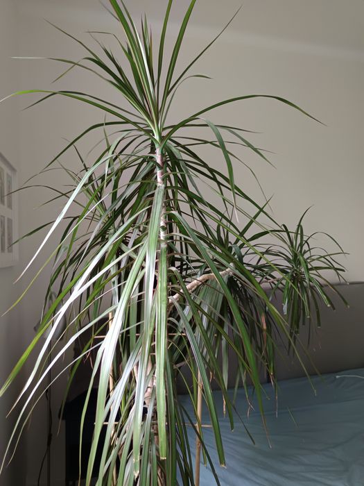 Duża dracena obrzeżona