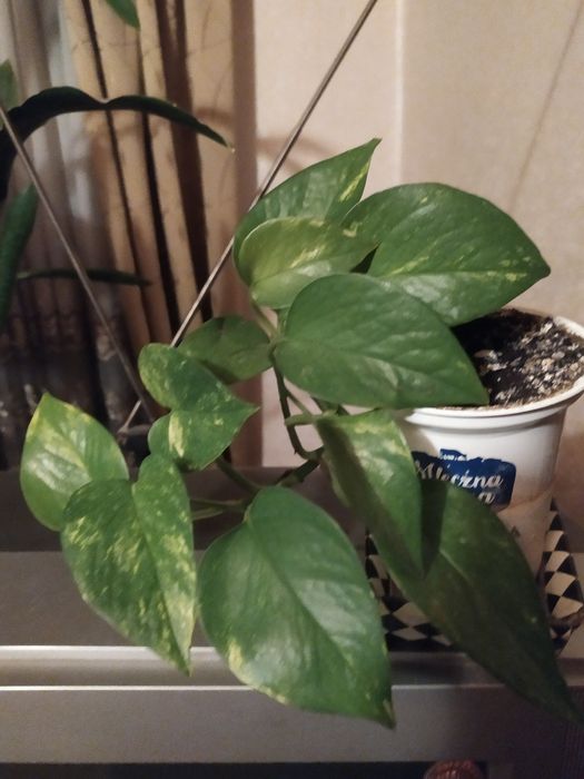 Сциндапсус золотистий -