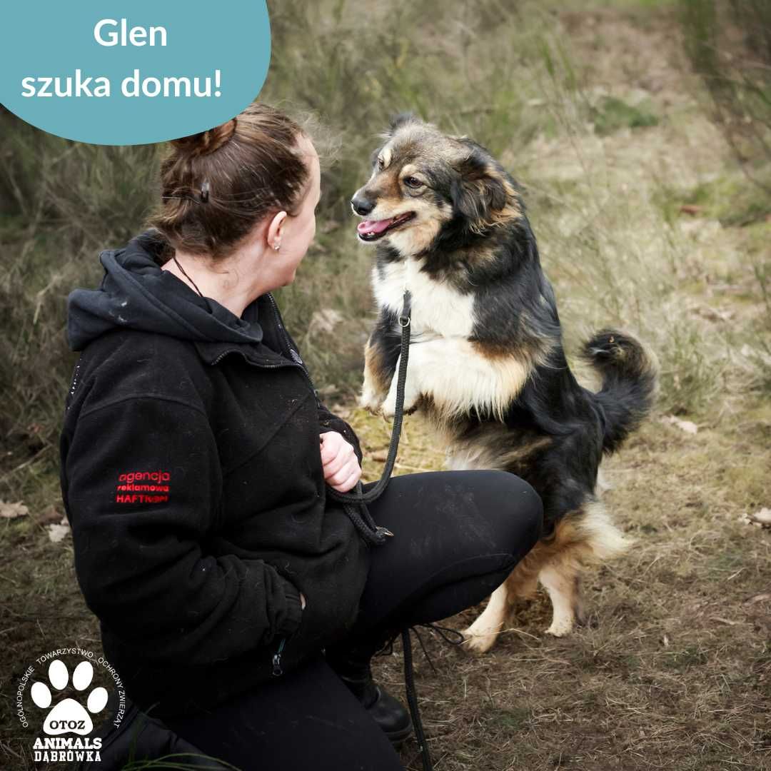 Glen szuka kochającego domu!
