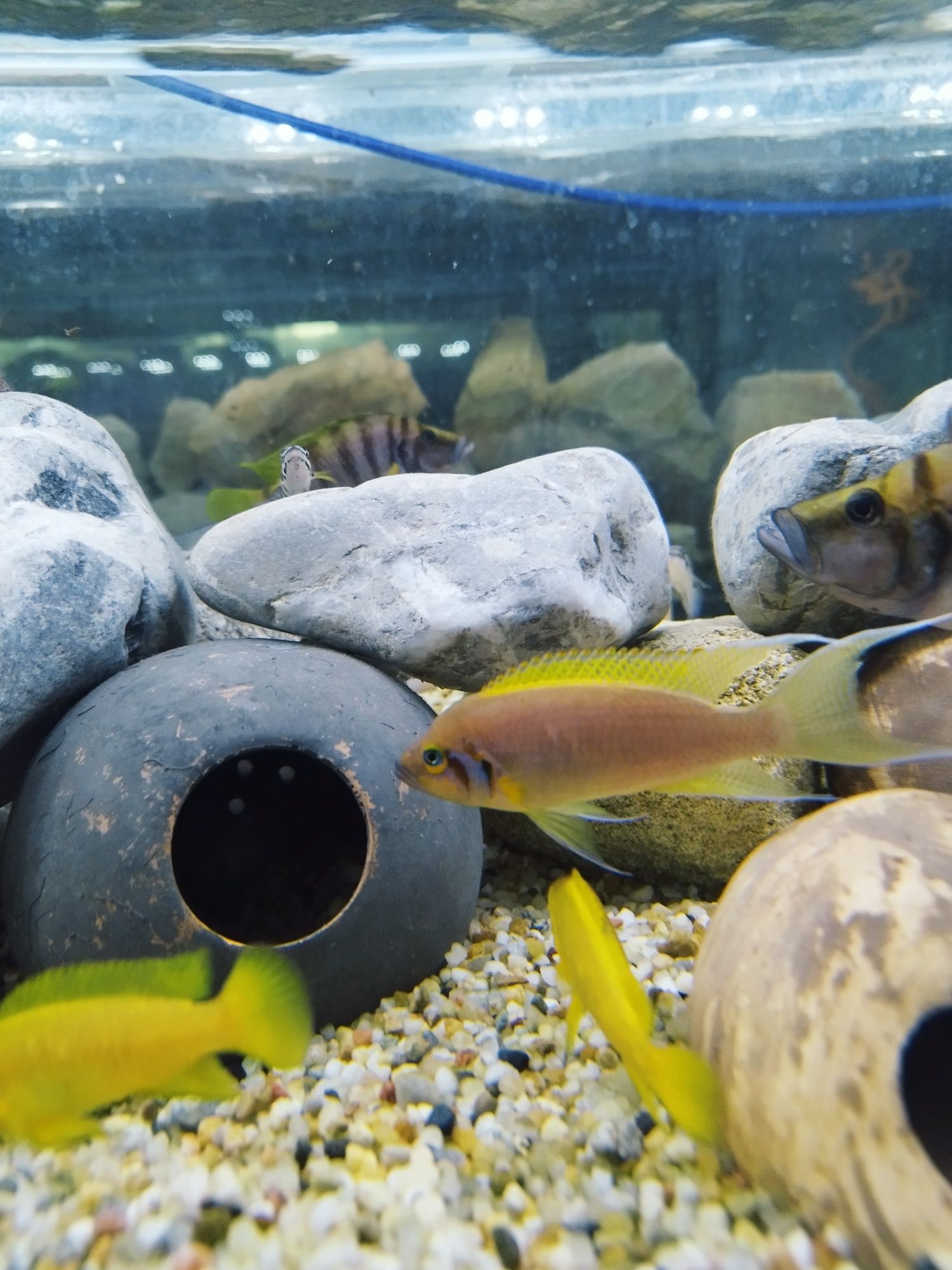 Neolamprologus pulcher księżniczka tanganika
