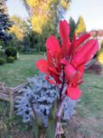 Canna Paciorecznik burgundowe zielone liście