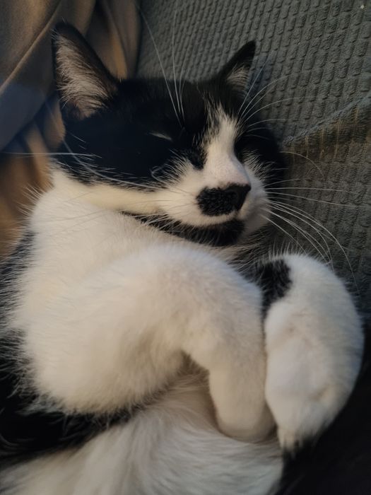 Niepełnosprawna Borówka szuka domu