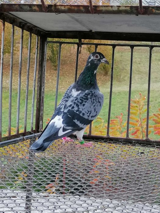 samiczka org. Tomasz Rumiński gołębie pocztowe