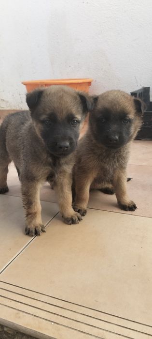 Serra da estrela x Pastor alemão