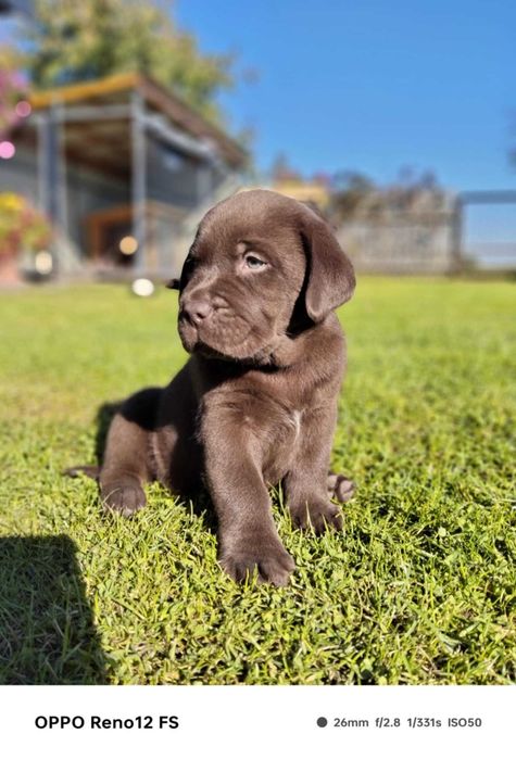 Szczeniak Labrador