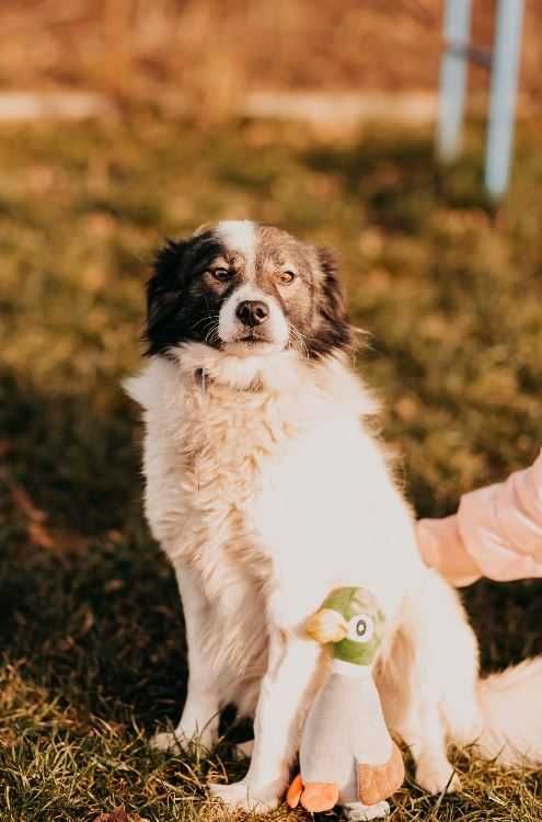 Uroczy, towarzyski psi przyjaciel poleca się do adopcji!!!