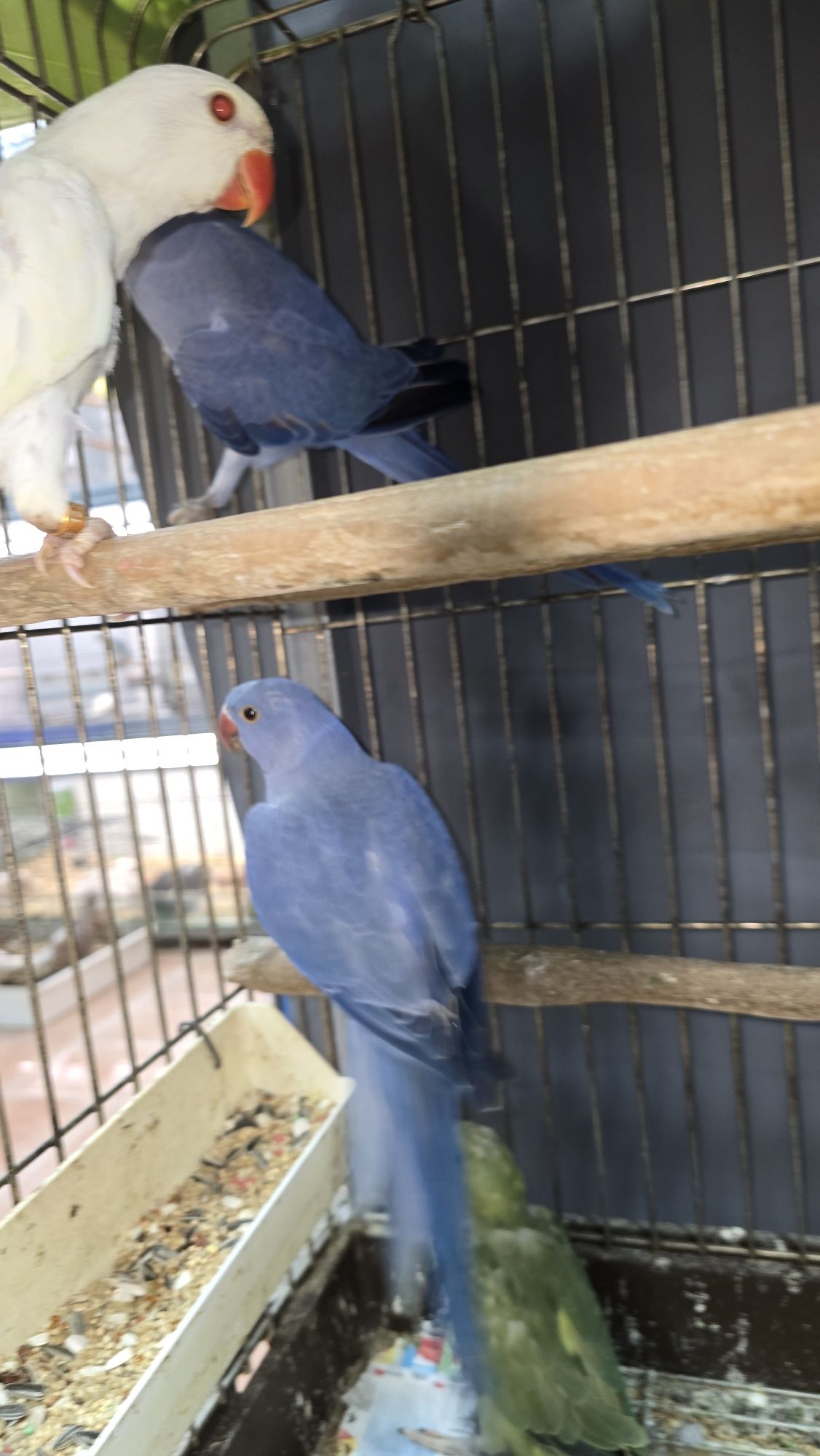 Ring Neck violeta