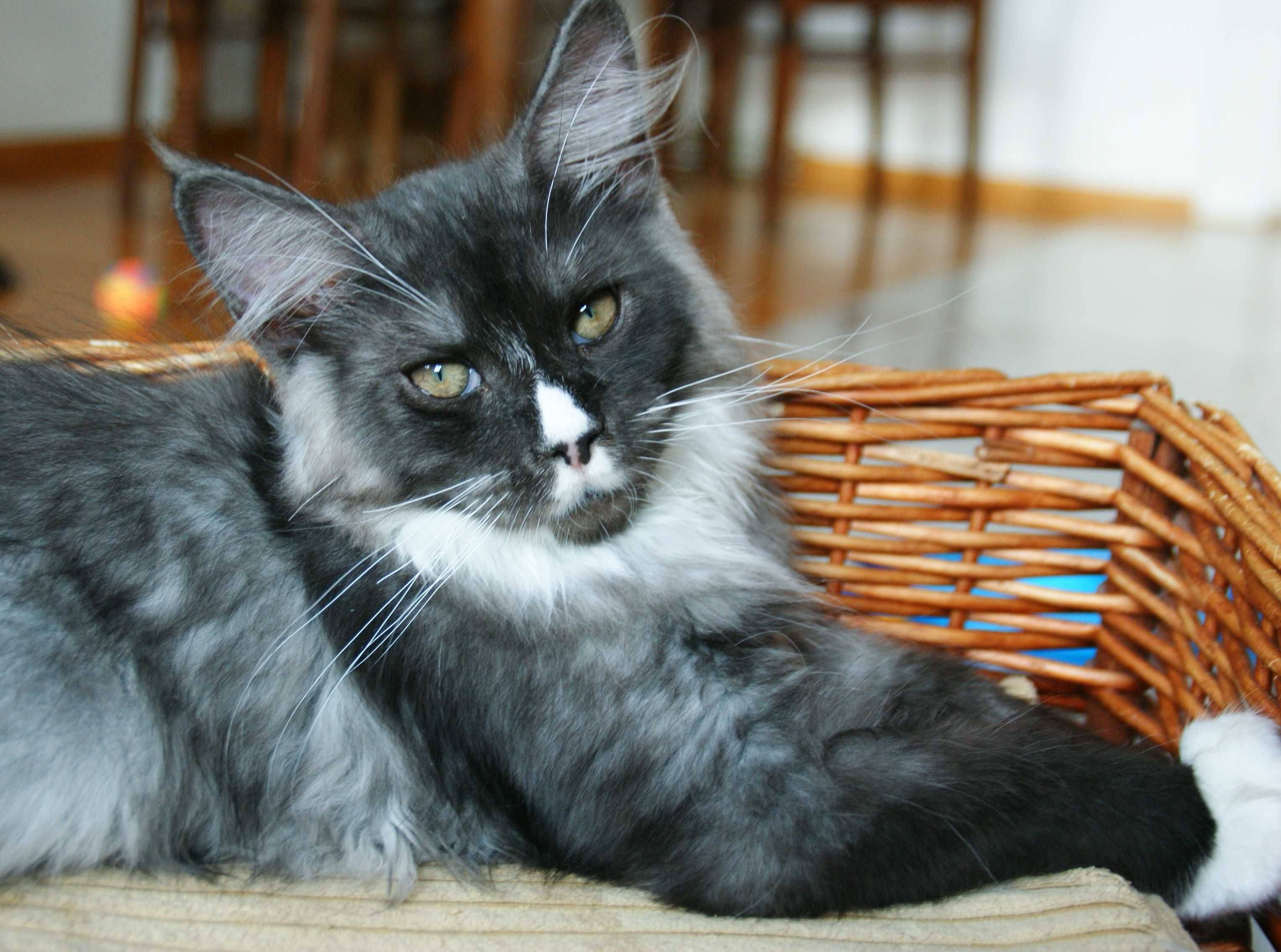 Maine Coon - kocurek Bydgoszcz