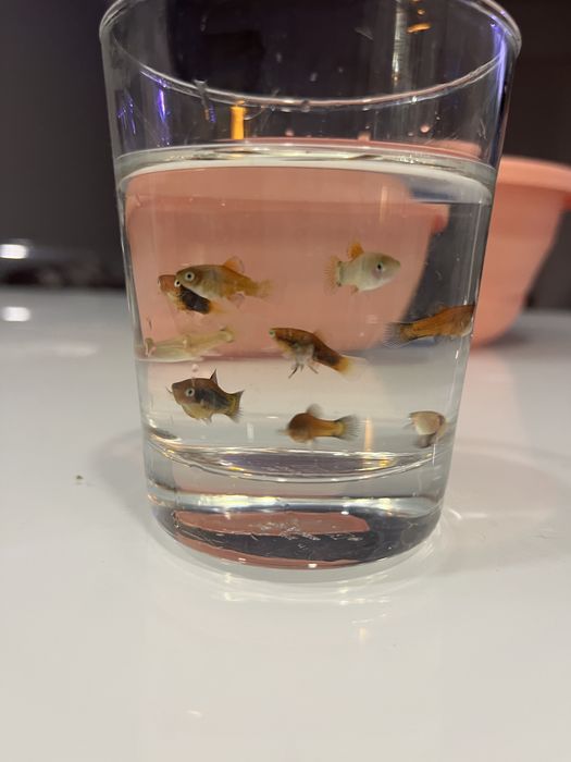 Peixe platty juvenil