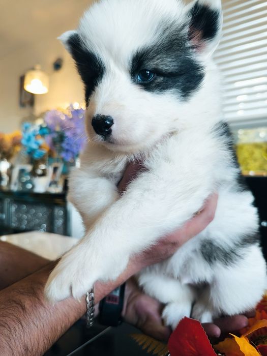 Amor łajka jakucka FCI metryka chip umowa wyprawka rodzice zdrowi