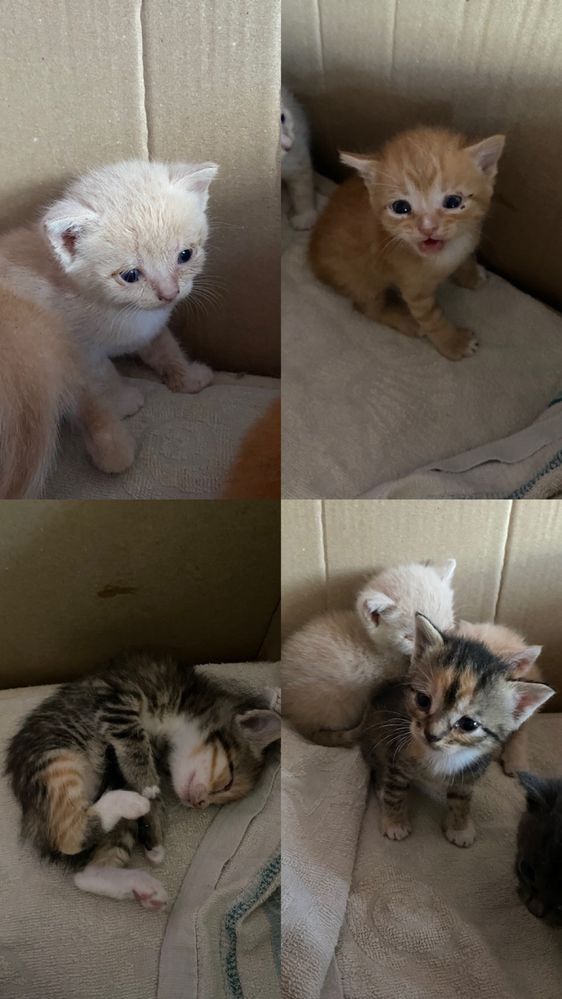 Отдам кошенят,кошек