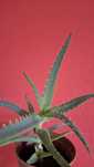 Aloes leczniczy BIAŁYSTOK MOŃKI