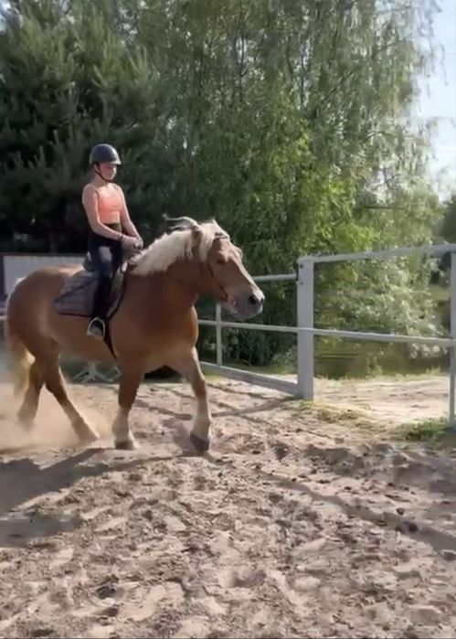 Ciemnokasztanowaty wałach w typie zimnokrwistym