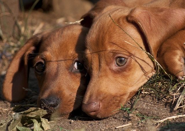 Rudy Piesek z Czekoladowym Nosem - Jamnik Krótkowłosy
