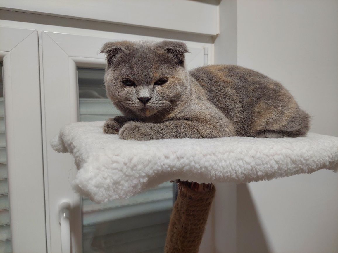 Scottish fold fêmea