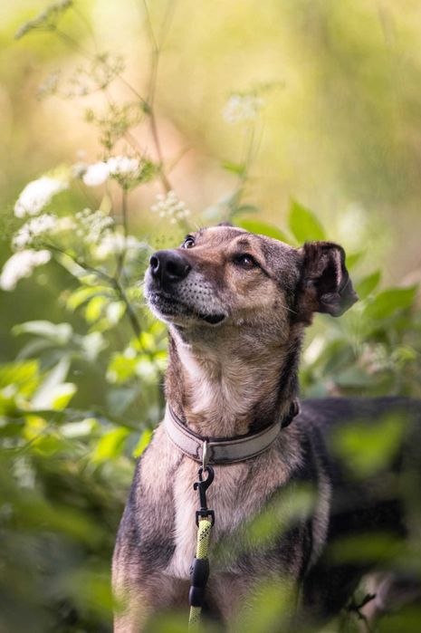 Miszel - piękny, sympatyczny psiak ADOPCJA