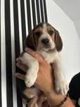 Beagle tricolor grubej kości