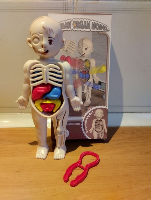 Zabawka edukacyjna anatomia człowieka