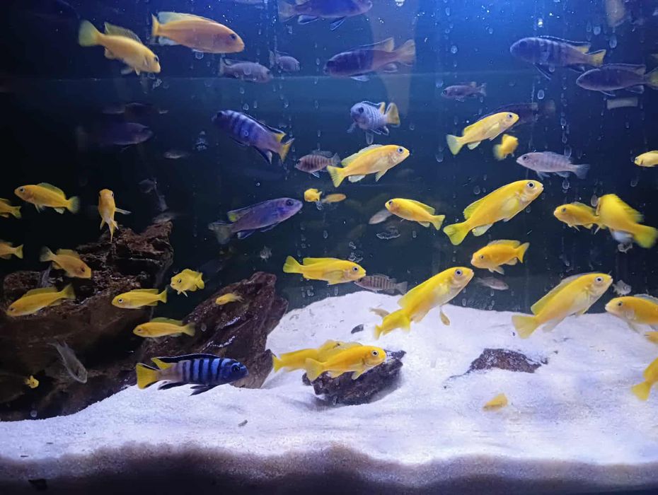 Sprzedam rybki Pyszczaki