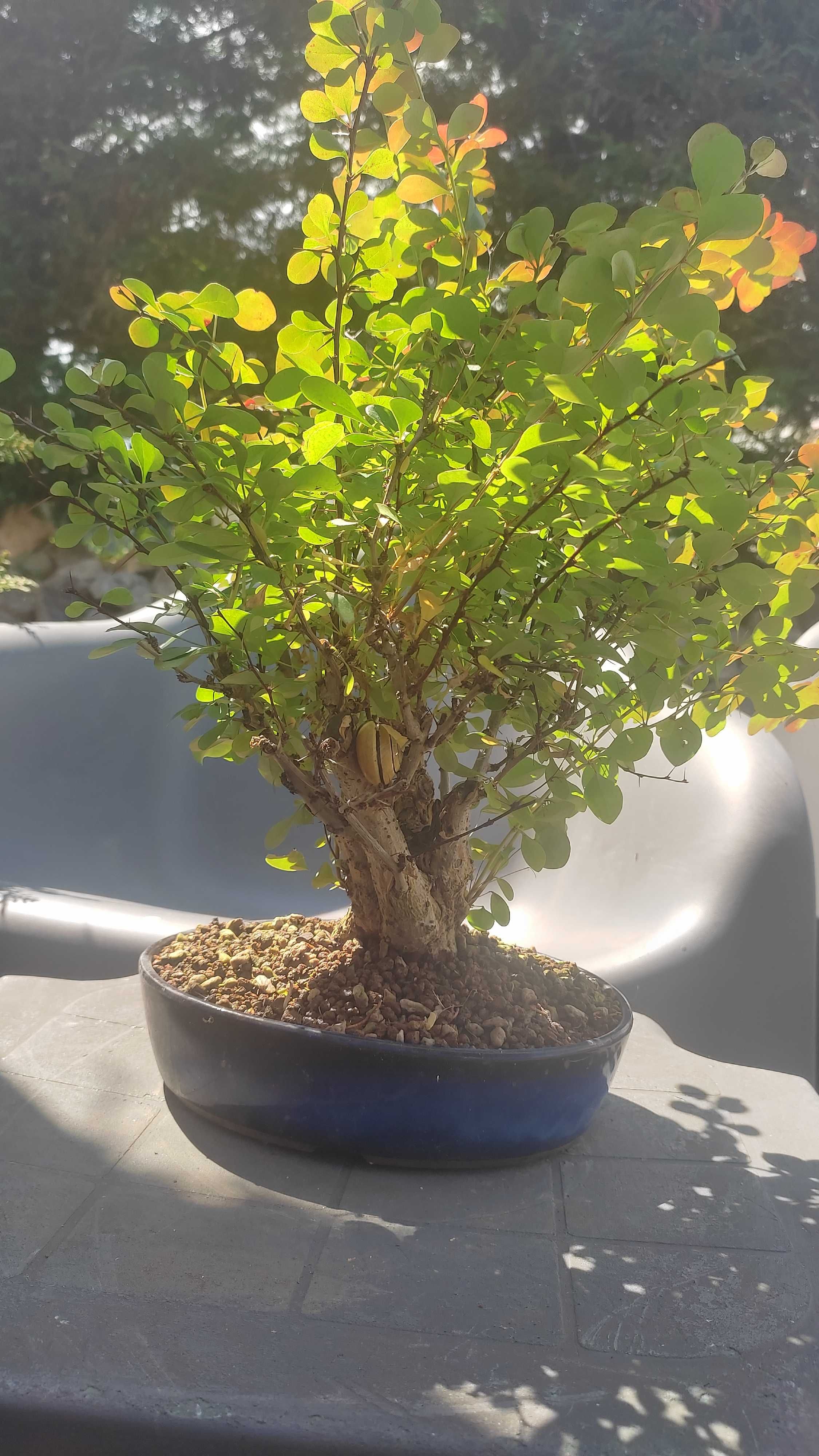 Bonsai Berberis Thunbergii