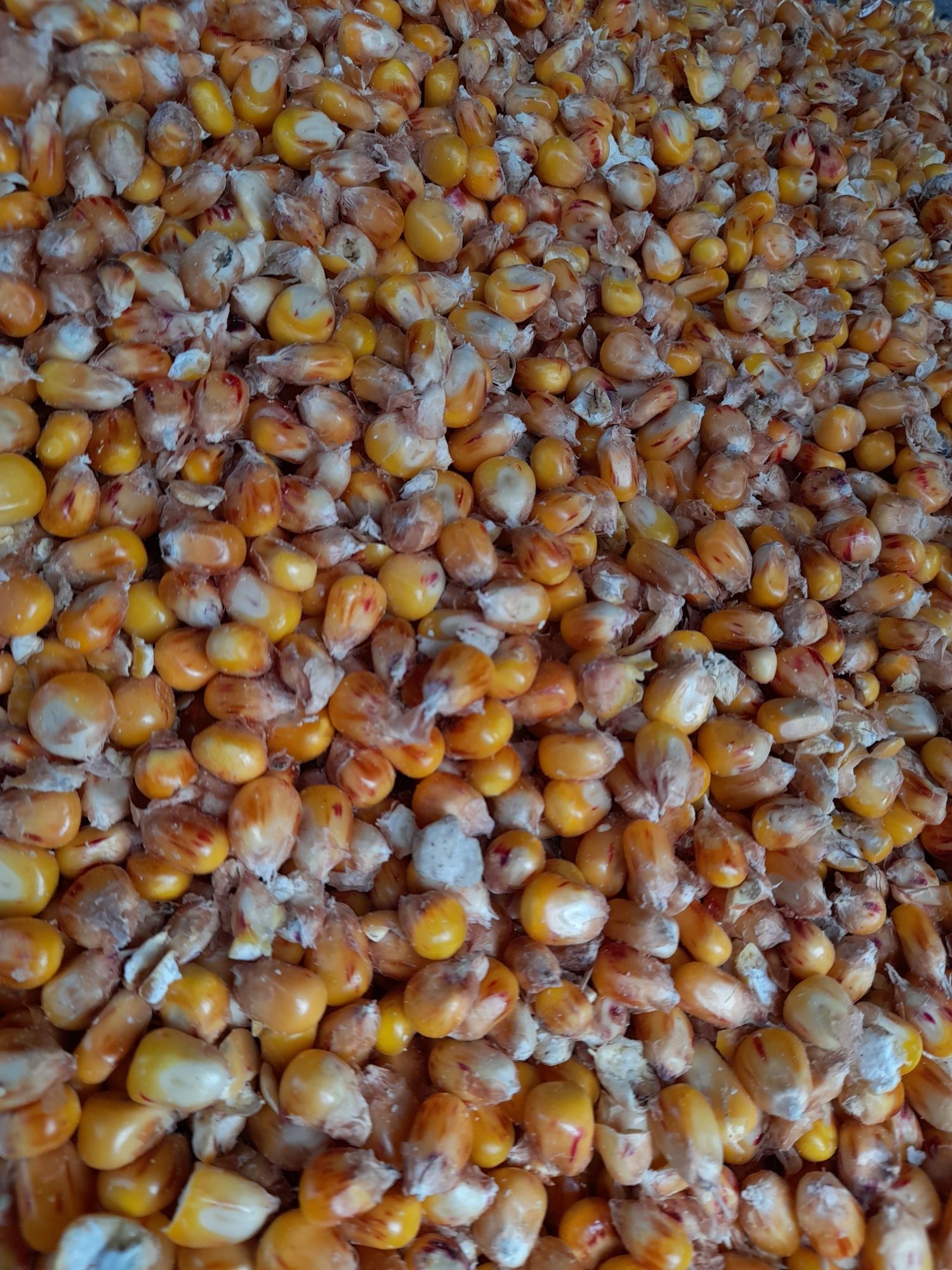 Kukurydza sucha ( czyszczona mielona do gołębi flint )