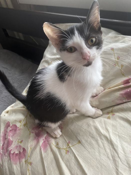 С‘юзі 3,5 місяців в пошуках родини