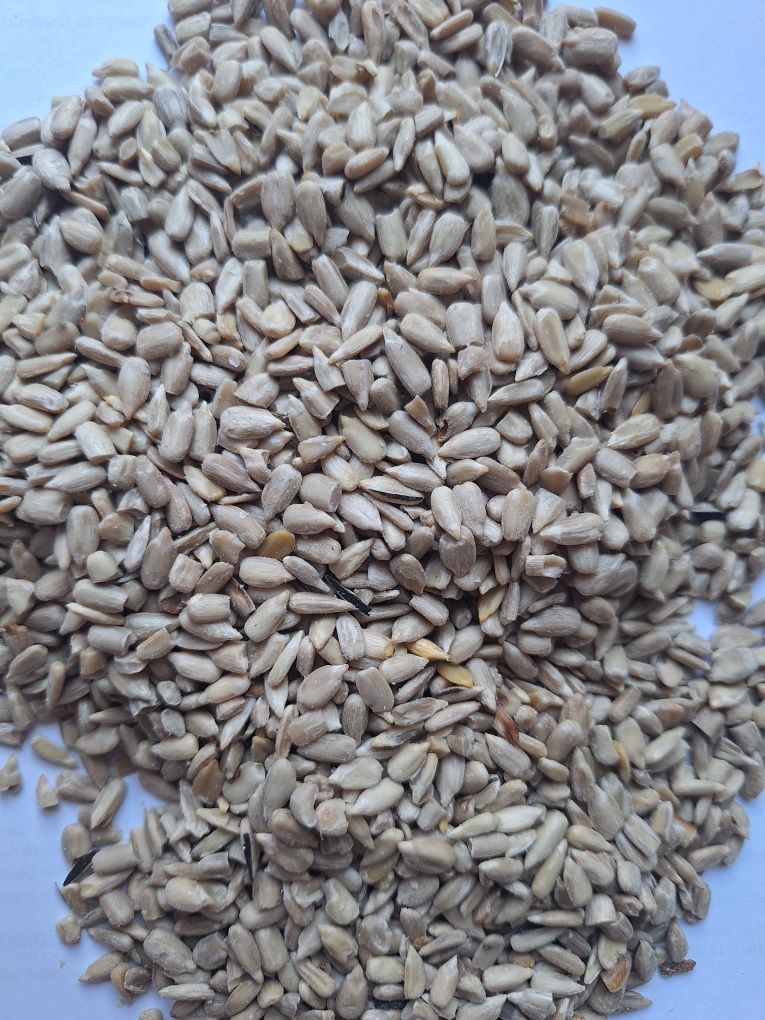 Słonecznik łuskany Danimo 20 kg.  Mieszanka do karmnika dla ptaków.