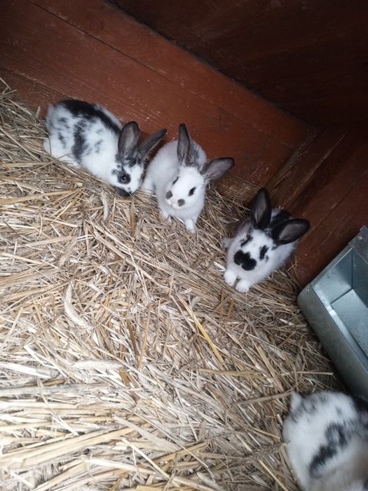 Sprzedam młode króliki