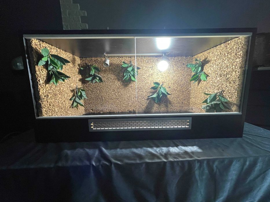 Terrarium 100x50 z oświetleniem – idealne dla agamy, gotowe do użycia