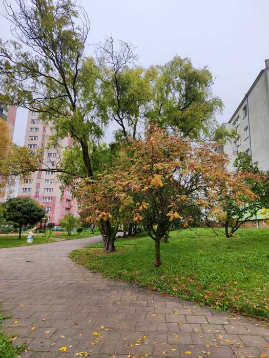 3 pokojowe osiedle Zawadzkiego 460000PLN