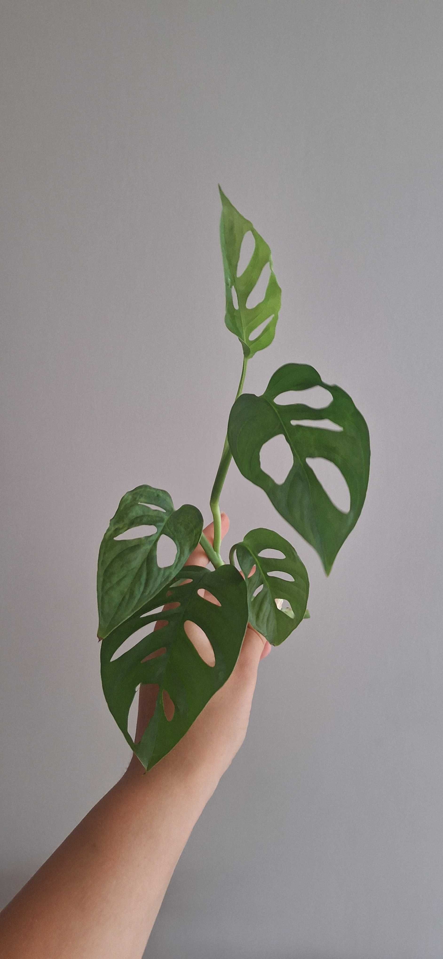 Monstera monkey mask