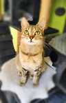 JOLIE i ARIELKA do adopcji