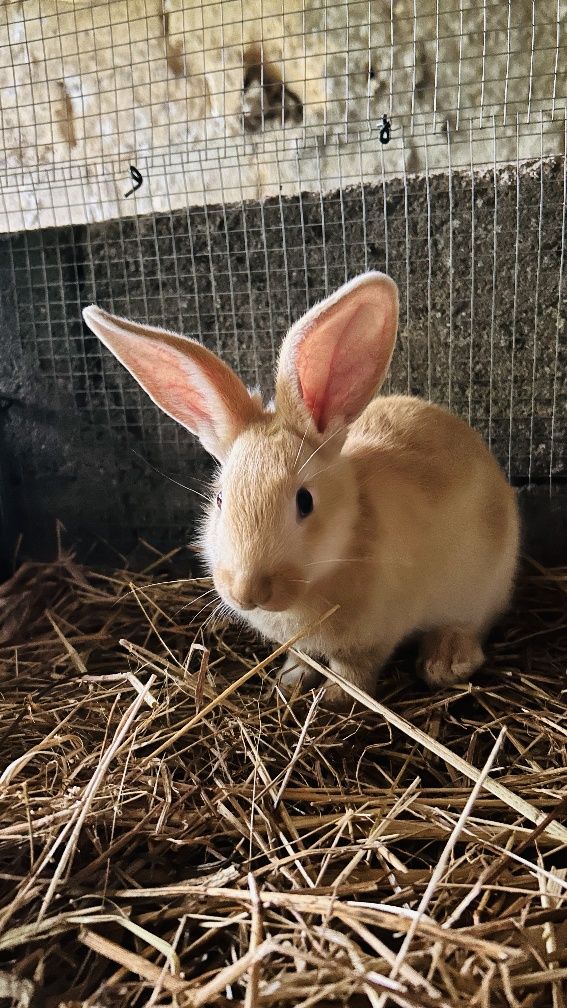 Coelhinho com 2 meses para estimação ou reprodução 

Descriç