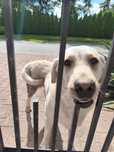 Pies w typie labradora szuka miejsca